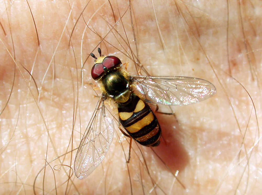 corn fly repellent